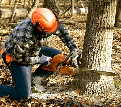 Tree Removal in Bunker Hill, IN